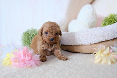 成約済の滋賀県のトイプードル-79304の3枚目