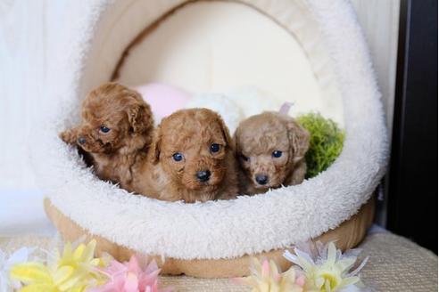 成約済の滋賀県のトイプードル-79304の2枚目