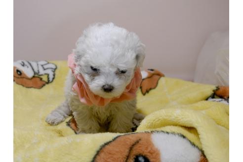 成約済の埼玉県のマルチーズ-78288の1枚目
