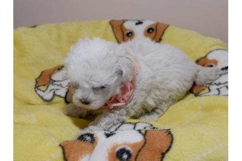 成約済の埼玉県のマルチーズ-78288の4枚目