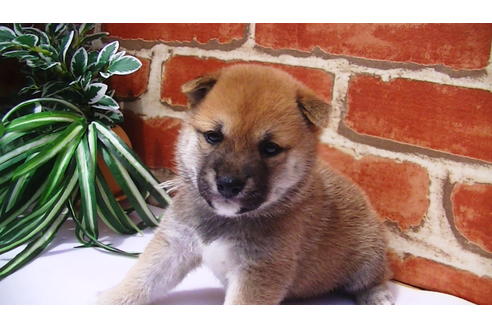 成約済の福岡県の豆柴-77549の12枚目