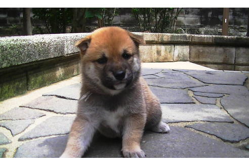 成約済の福岡県の豆柴-77549の11枚目