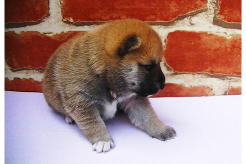 成約済の福岡県の豆柴-77549の10枚目