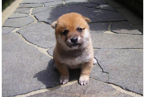 成約済の福岡県の豆柴-77547の3枚目