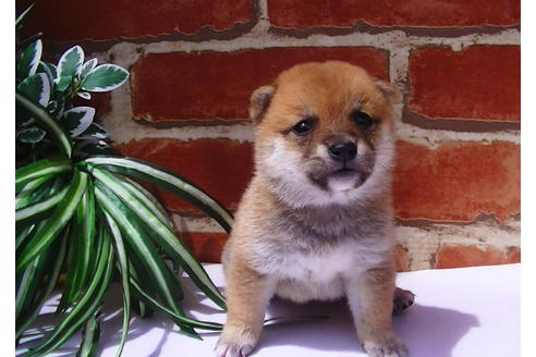 成約済の福岡県の豆柴-77547の1枚目