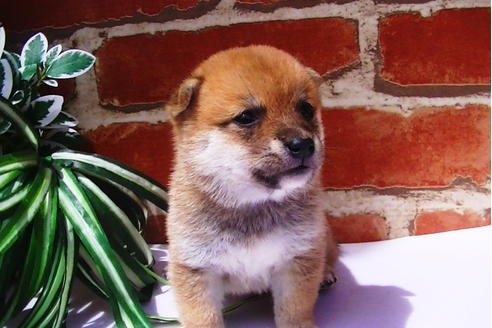 成約済の福岡県の豆柴-77547の2枚目