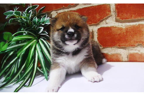 成約済の福岡県の豆柴-77553の8枚目