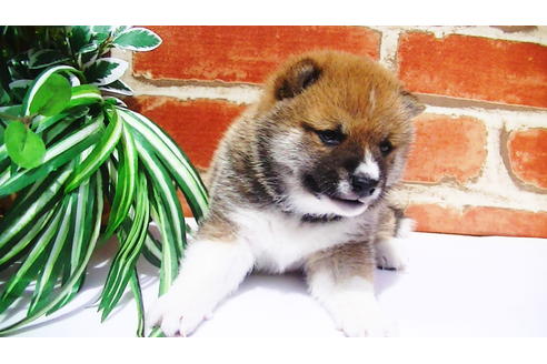 成約済の福岡県の豆柴-77553の7枚目