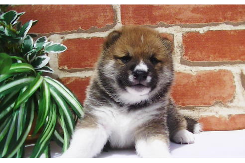 成約済の福岡県の豆柴-77553の6枚目