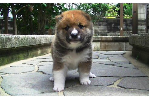 成約済の福岡県の豆柴-77553の5枚目