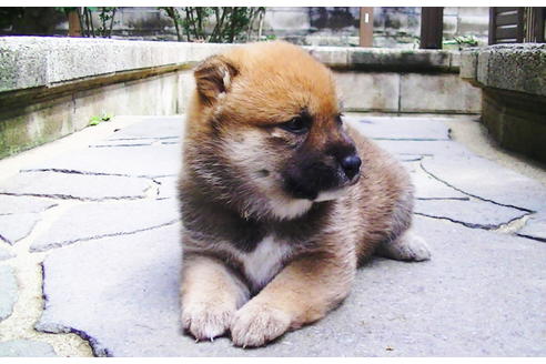 成約済の福岡県の豆柴-77550の11枚目