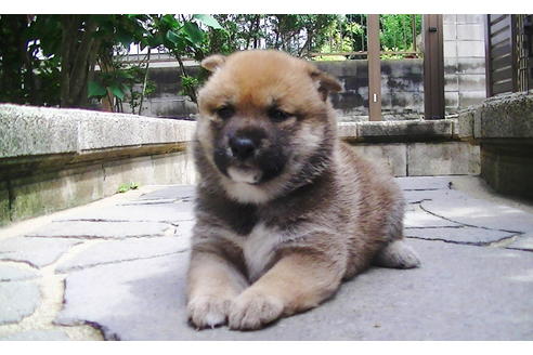 成約済の福岡県の豆柴-77550の10枚目