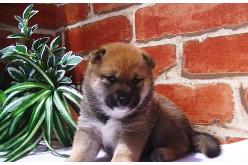 成約済の福岡県の豆柴-77550の9枚目