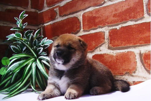 成約済の福岡県の豆柴-77550の8枚目