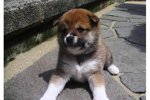 成約済の福岡県の豆柴-77551の5枚目