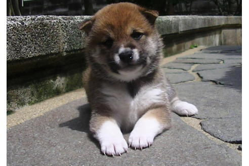 成約済の福岡県の豆柴-77551の4枚目