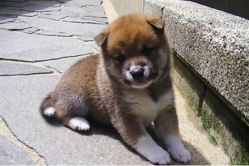 成約済の福岡県の豆柴-77551の1枚目