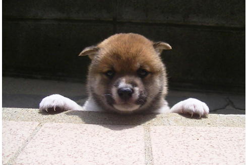 成約済の福岡県の豆柴-77551の3枚目