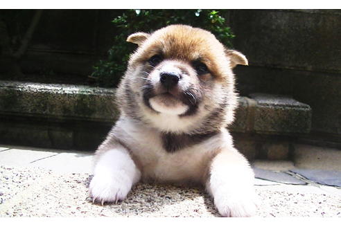 成約済の福岡県の豆柴-77551の2枚目