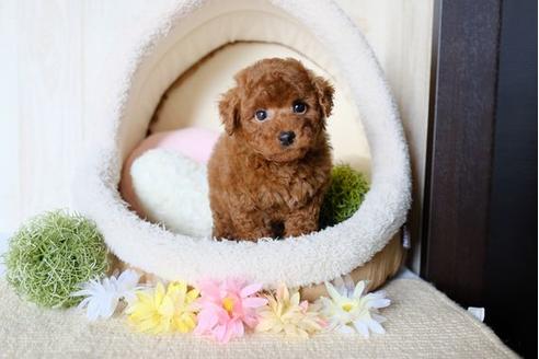 成約済の滋賀県のトイプードル-78258の1枚目