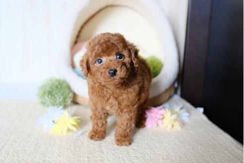 成約済の滋賀県のトイプードル-78258の4枚目