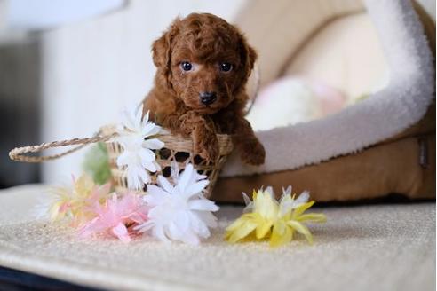 成約済の滋賀県のトイプードル-78258の3枚目