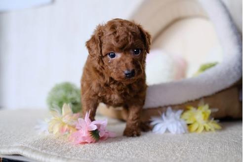 成約済の滋賀県のトイプードル-78258の2枚目