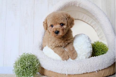 成約済の滋賀県のトイプードル-78262の1枚目