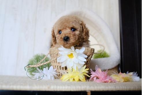 成約済の滋賀県のトイプードル-78262の5枚目