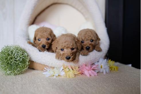 成約済の滋賀県のトイプードル-78262の4枚目