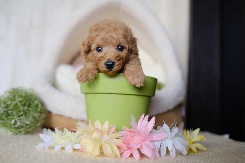 成約済の滋賀県のトイプードル-78262の3枚目