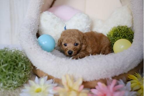 成約済の滋賀県のトイプードル-78262の2枚目