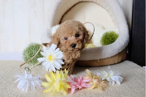 成約済の滋賀県のトイプードル-78264の1枚目