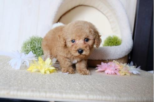 成約済の滋賀県のトイプードル-78264の5枚目