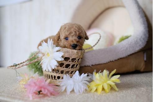 成約済の滋賀県のトイプードル-78264の3枚目