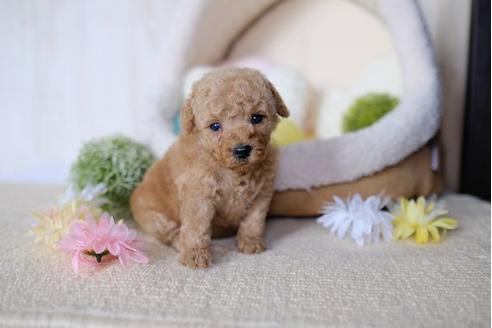 成約済の滋賀県のトイプードル-78264の2枚目