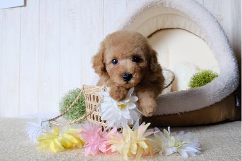 成約済の滋賀県のトイプードル-78265