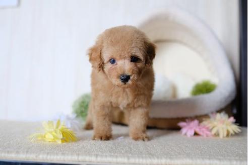 成約済の滋賀県のトイプードル-78265の5枚目