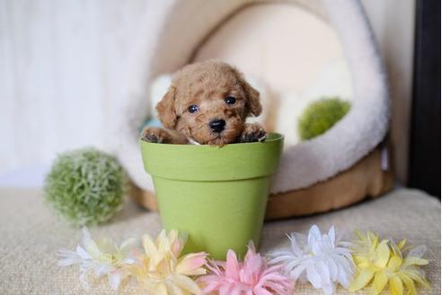 成約済の滋賀県のトイプードル-78265の3枚目