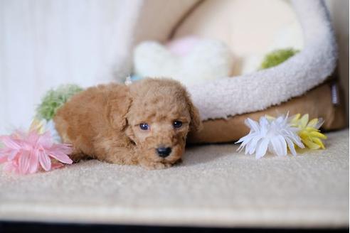 成約済の滋賀県のトイプードル-78265の2枚目