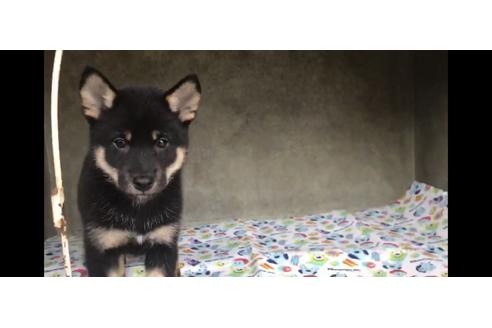成約済の山梨県の柴犬-77260