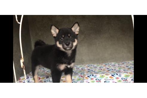 成約済の山梨県の柴犬-77260の3枚目