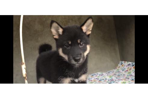 成約済の山梨県の柴犬-77260の2枚目