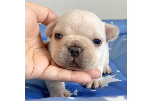 成約済の埼玉県のフレンチブルドッグ-79333の1枚目