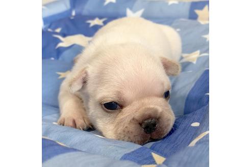 成約済の埼玉県のフレンチブルドッグ-79333の5枚目