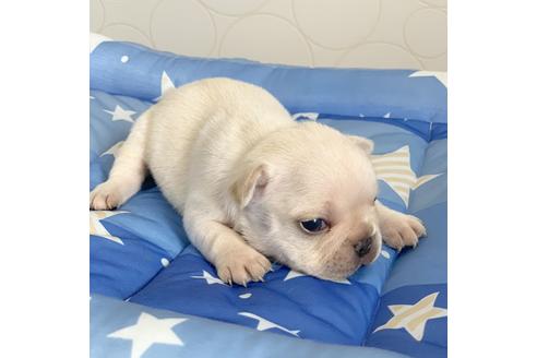 成約済の埼玉県のフレンチブルドッグ-79333の4枚目