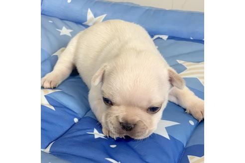 成約済の埼玉県のフレンチブルドッグ-79333の3枚目