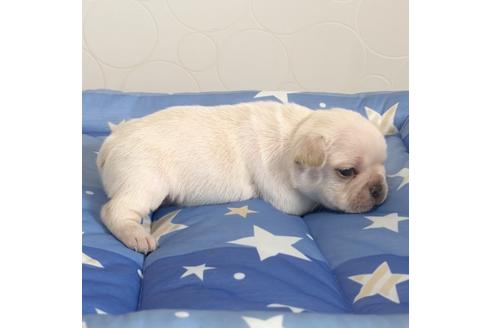 成約済の埼玉県のフレンチブルドッグ-79333の2枚目