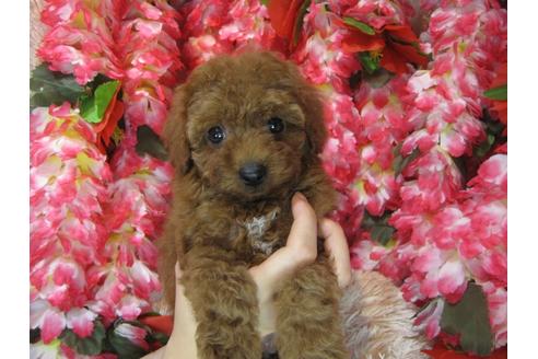 成約済の茨城県のトイプードル-79393の1枚目