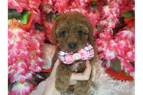 成約済の茨城県のトイプードル-79393の3枚目